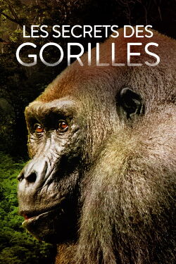 Les secrets des gorilles (2022)