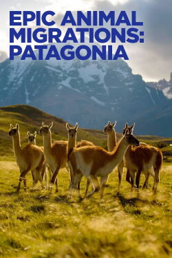 Migraciones animales épicas: La Patagonia (2023)