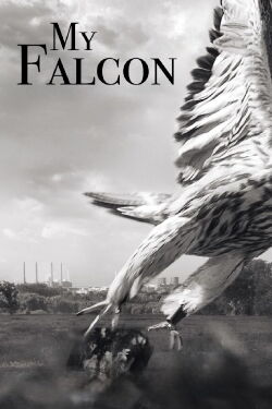 My Falcon (2023)