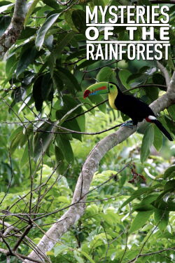 Mysteries of the Rainforest (2017)