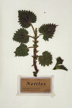 Nettles (2018)
