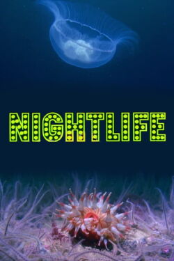 Nightlife (1976)