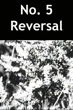 No. 5 Reversal (1989)