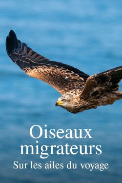 Oiseaux migrateurs : Sur les ailes du voyage (2023)