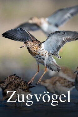 Oiseaux migrateurs : Sur les ailes du voyage (2023)