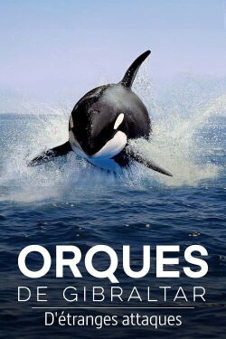 Orques de Gibraltar : D'étranges attaques (2024)