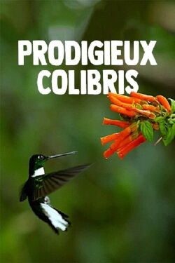 Prodigieux colibris (2010)