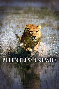 Relentless Enemies: Lions and Buffalo (2006)