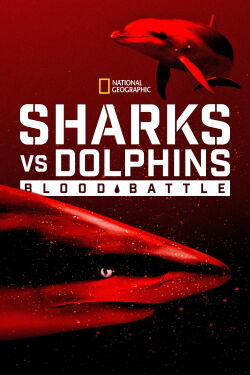 Requins vs dauphins (2020)