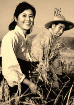Rice (1963)