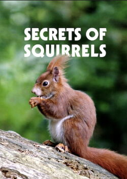 Secrets of Squirrels (2018)