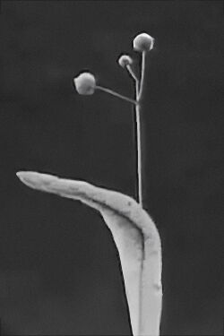 Seeds and Seed Dispersal (1920)