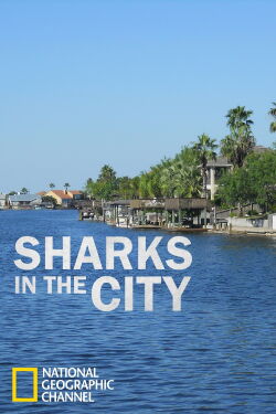 Sharks in the City: Bull Sharks in the Backyard (2011)