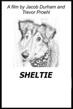 Sheltie (2020)