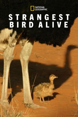 Strangest Bird Alive (2016)