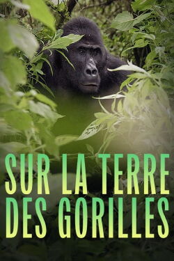 Sur la terre des gorilles (2024)
