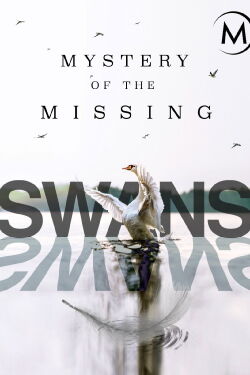 Swans: Mystery of the Missing (2019)