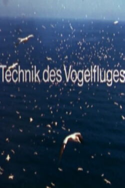 Technik des Vogelfluges (1980)