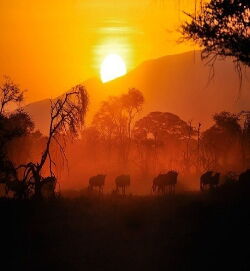 The Great Serengeti (2010)