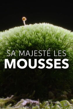 The Magical World of Moss (2023)