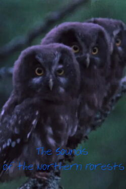 The Sounds of the Northern Forests (1973)