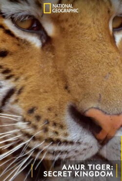 Tigre de Sibérie, seigneur sans frontières (2023)