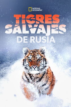 Tigres salvajes de Rusia (Russia’s Wild Tiger) (2022)