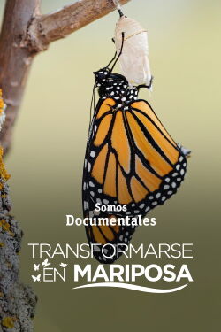 Transformarse en mariposa (2021)