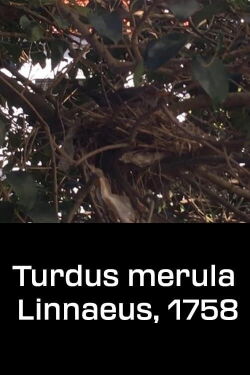 Turdus merula Linnaeus, 1758 (2020)