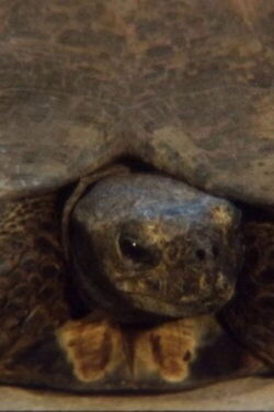 Turtle (2011)