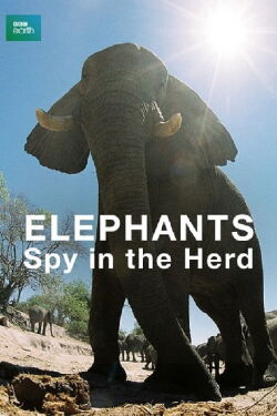 Un espía entre elefantes (2003)