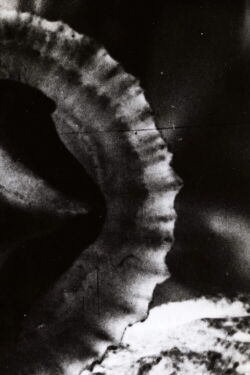 Versus (1968)