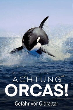 Watch Out for Orcas! Danger Off Gibraltar? (2024)