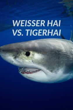 Weißer Hai vs. Tigerhai (2022)