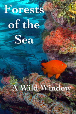 Wild Window: Bosques del Mar (2016)