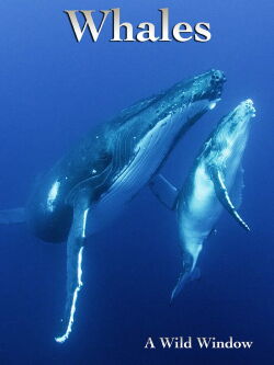 Wild Window: Whales (2015)