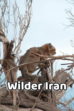 Wilder Iran (2019)