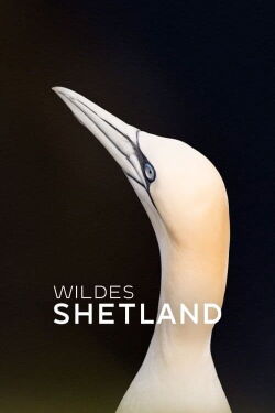 Wildes Shetland (2019)