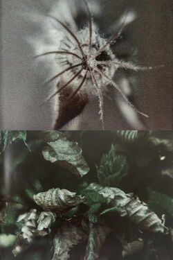 Wingseed (1985)