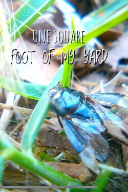 1 Square Foot of My Yard (2022)