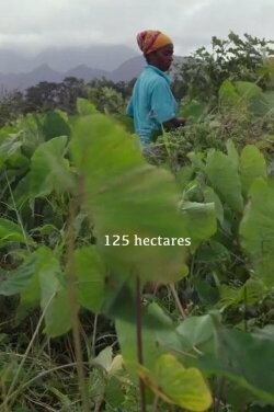 125 hectares (2019) 125 hectares (2019)