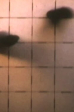 2nd Floor Film (1972) 2nd Floor Film (1972)