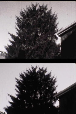 43 street Treelapse (2009) 43 street Treelapse (2009)