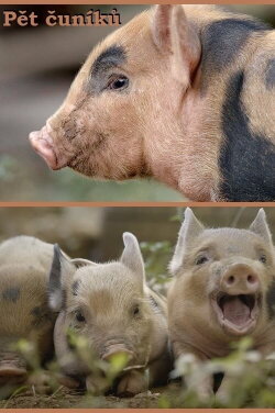 5 Little Pigs (2017) 5 Little Pigs (2017)