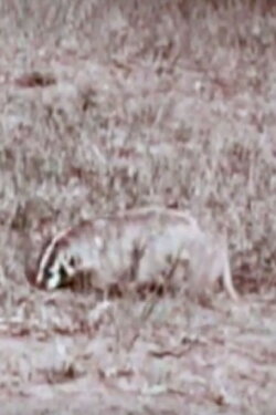 A Badger's Bad Day (1959) A Badger's Bad Day (1959)