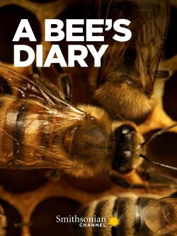A Bee's Diary (2022)