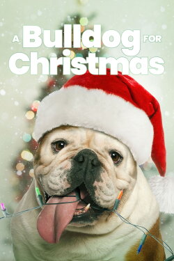 A Bulldog for Christmas (2013) A Bulldog for Christmas (2013)