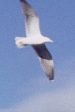 A Catalyst Sky (2008)
