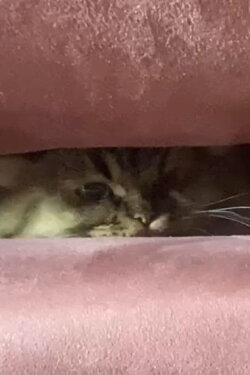 A Cat's Ascend To Claustrophobic Tranquility (2022) A Cat's Ascend To Claustrophobic Tranquility (2022)