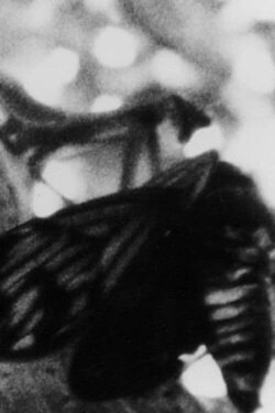 A CICADA (1985)